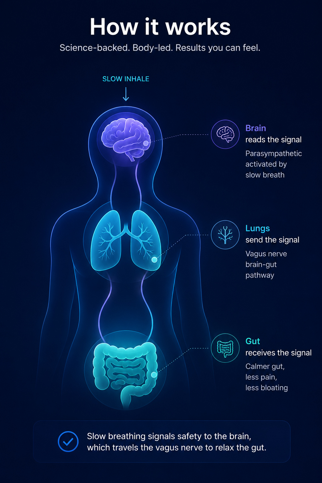 Diagram showing how slow inhaling signals the brain via the vagus nerve to calm the gut